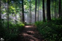 Soul of the Forest