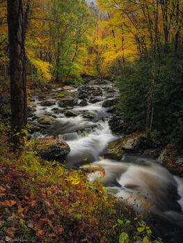 Autumn Dreams