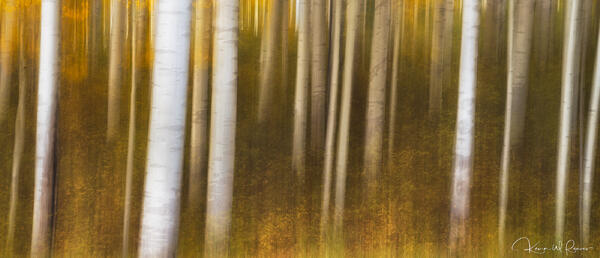 Aspen Dream print