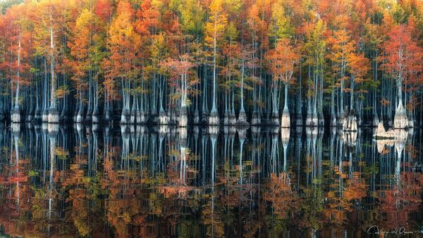Forest Reflections print