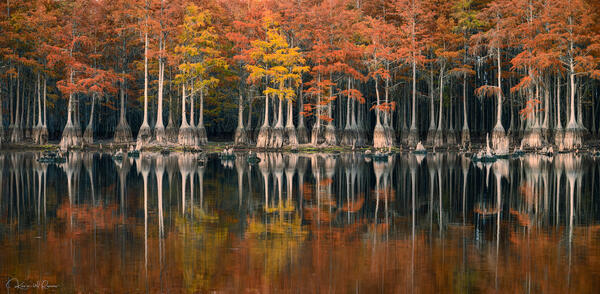 Whispers of  the Bayou print
