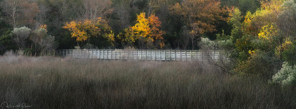 Marshland Fall print