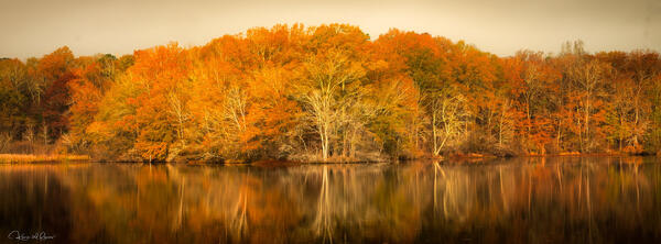 Burnished Grove print