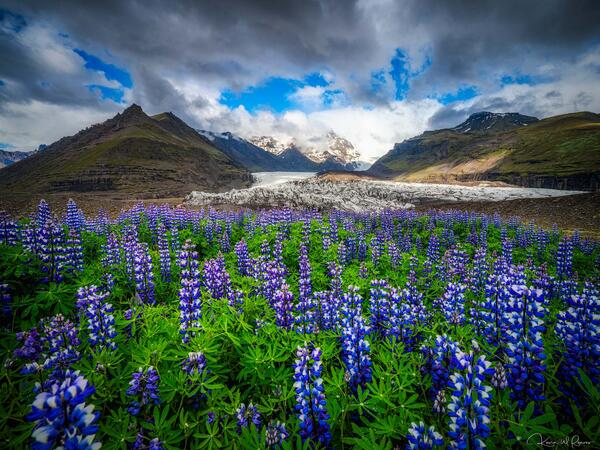 Glacier's Garden