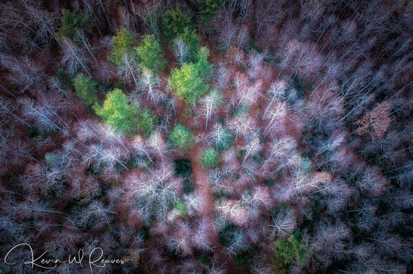 In the Heart of the Forest