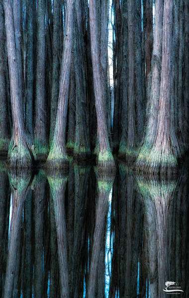 Behind Bars print