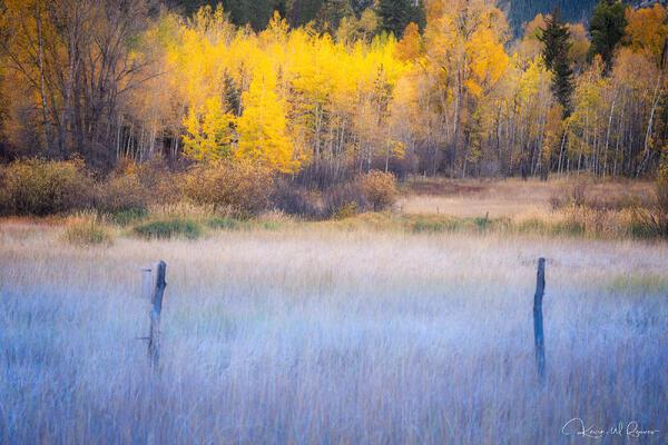 Frosty Morning print