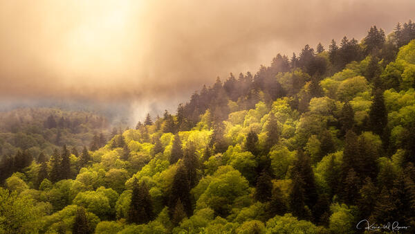 Whispers of Spring print