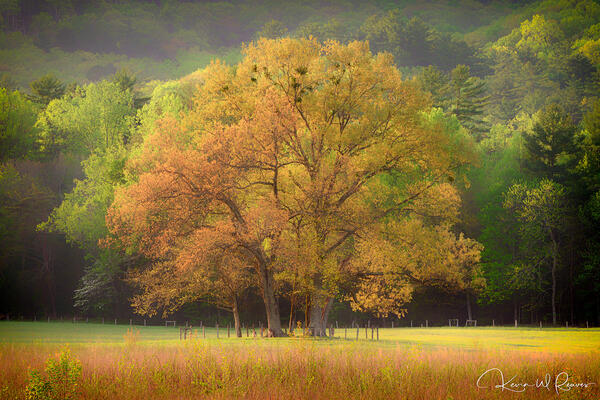 trees, spring, cades, cove