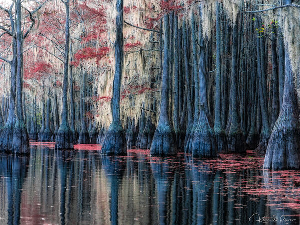 Spanish Moss