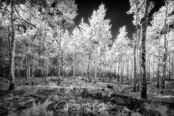 Aspen Meadow