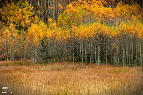 Quaking Aspens print