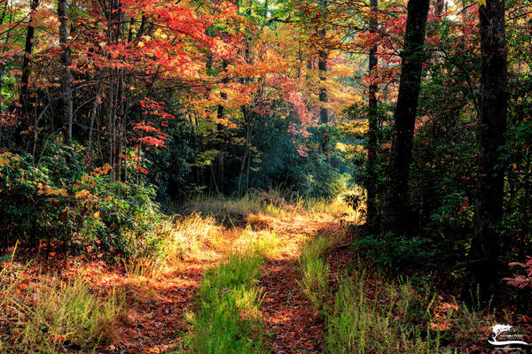 Pathway Home print