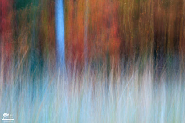 Nature's Canvas print
