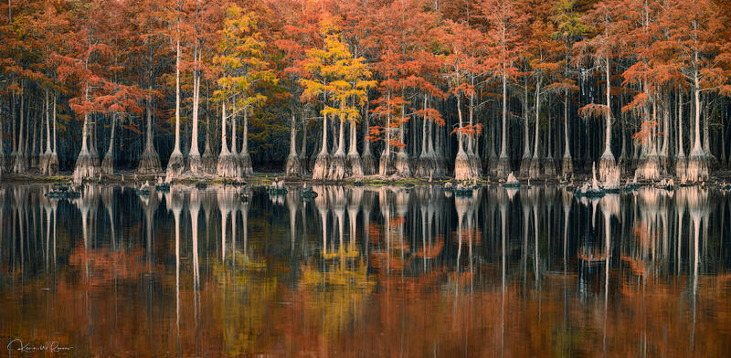 Whispers of  the Bayou