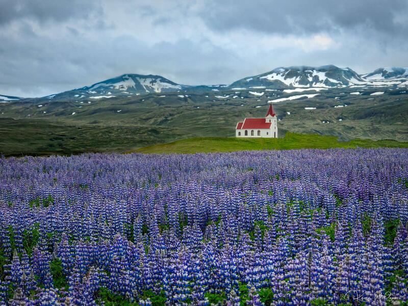 Grace in Bloom