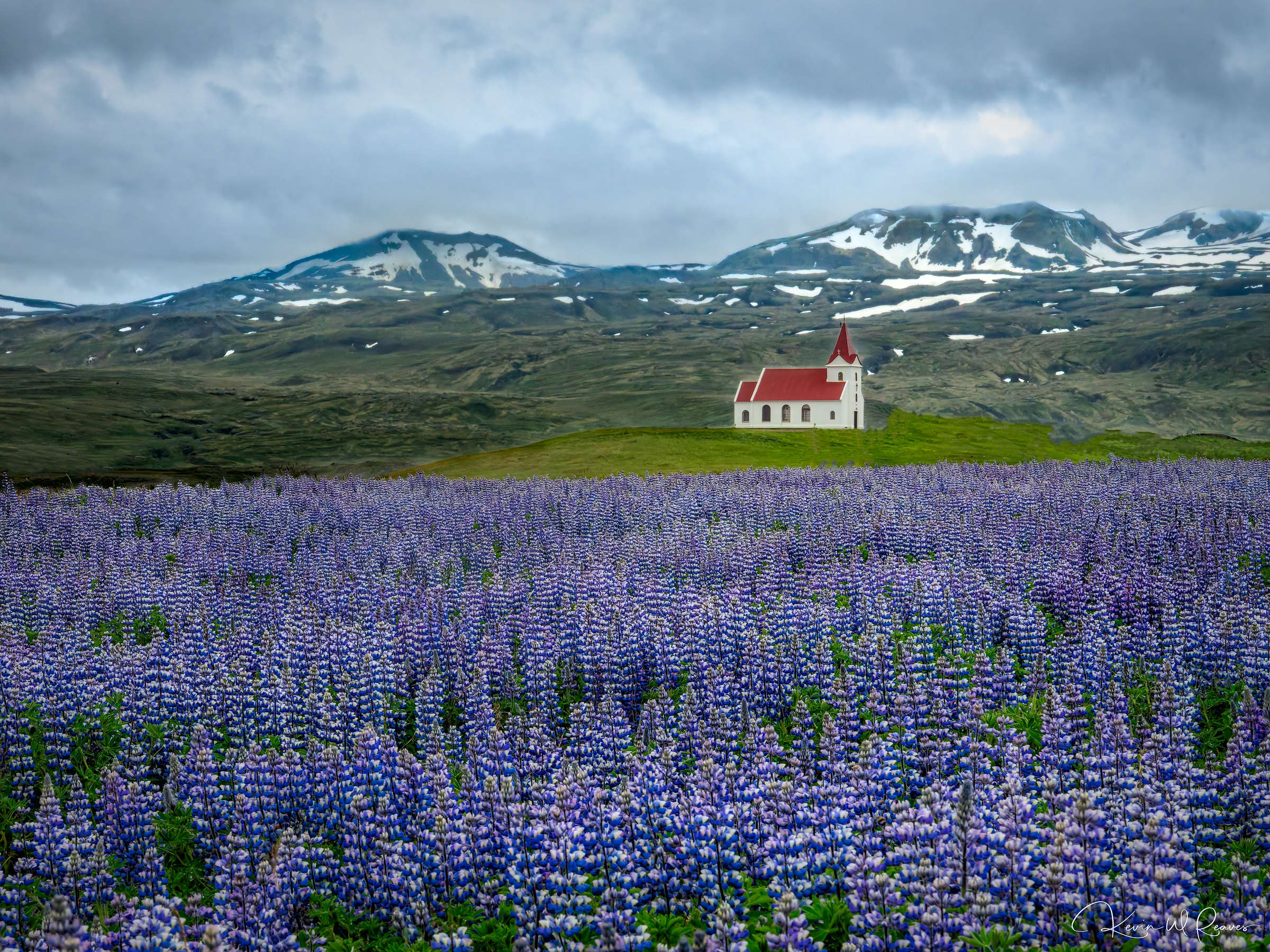 Grace in Bloom Each summer, vast fields of purple lupines blanket the Icelandic countryside, transforming the rugged volcanic landscape into...